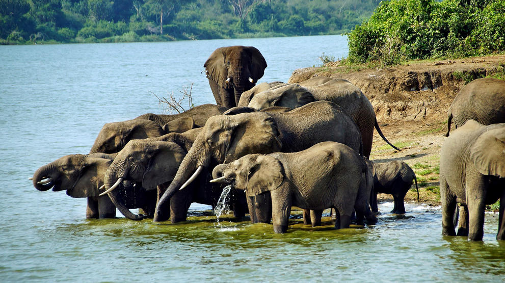 Tørste elefanter - Queen Elizabeth nasjonalpark