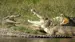 Krokodiller i Murchison Falls