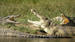 Krokodiller i Murchison Falls
