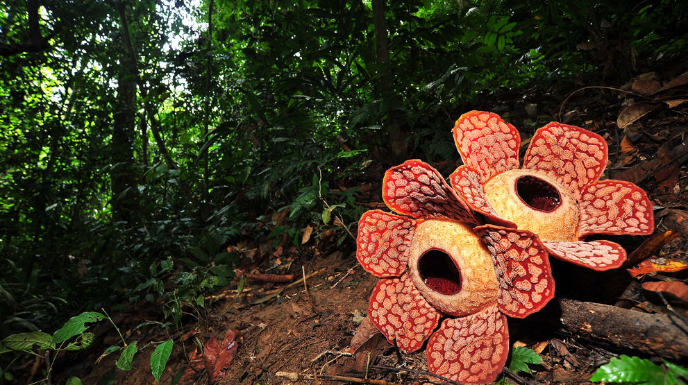 Finn verdens største blomst på Borneo