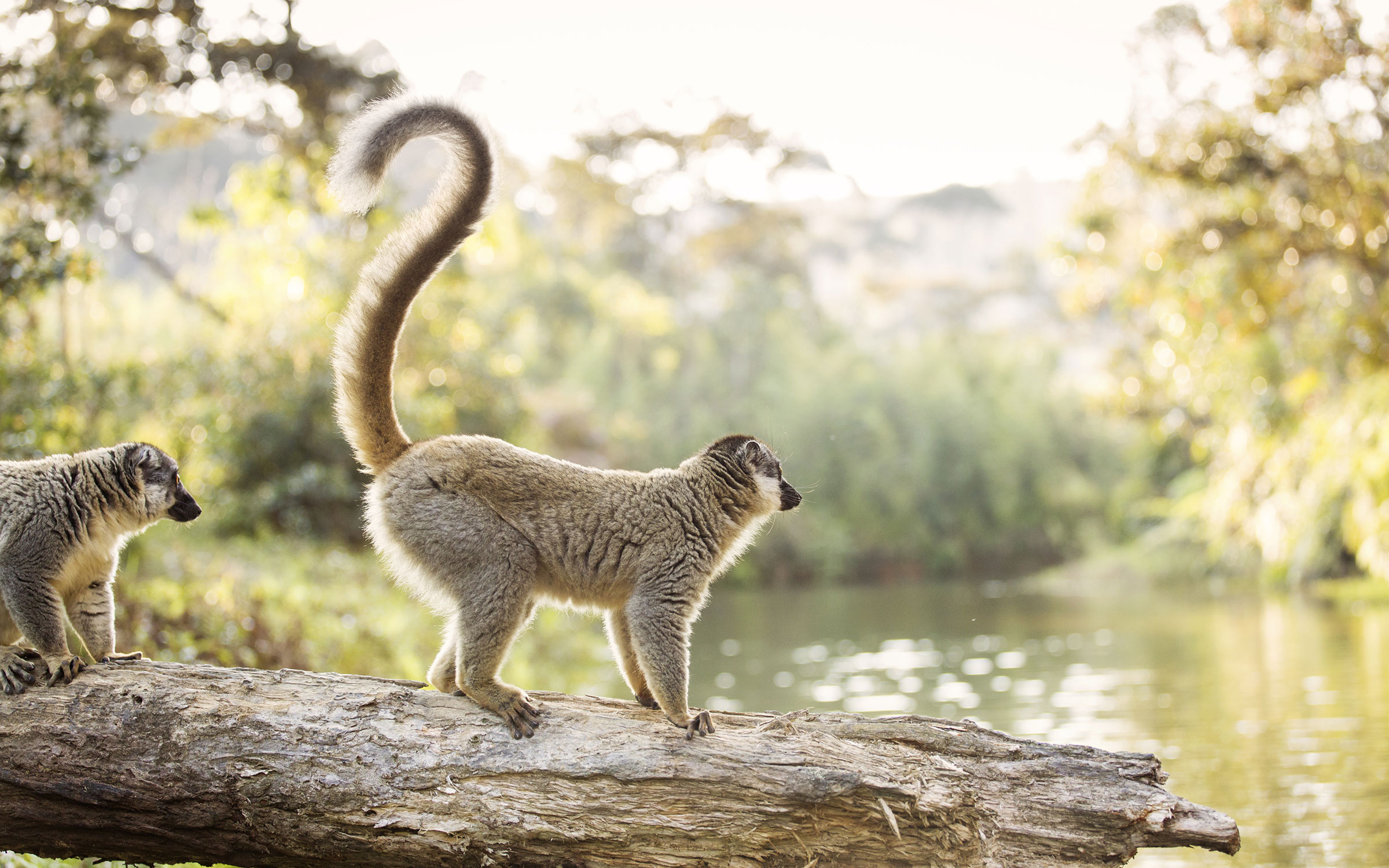 Reiser til Madagaskar | lemurer