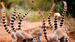 madagascar-ringtailed-lemur-in-Berenty-reserve-shutterstock_711065599