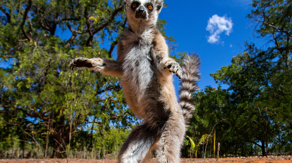 Opplev de mange lemurene på Madagaskar 