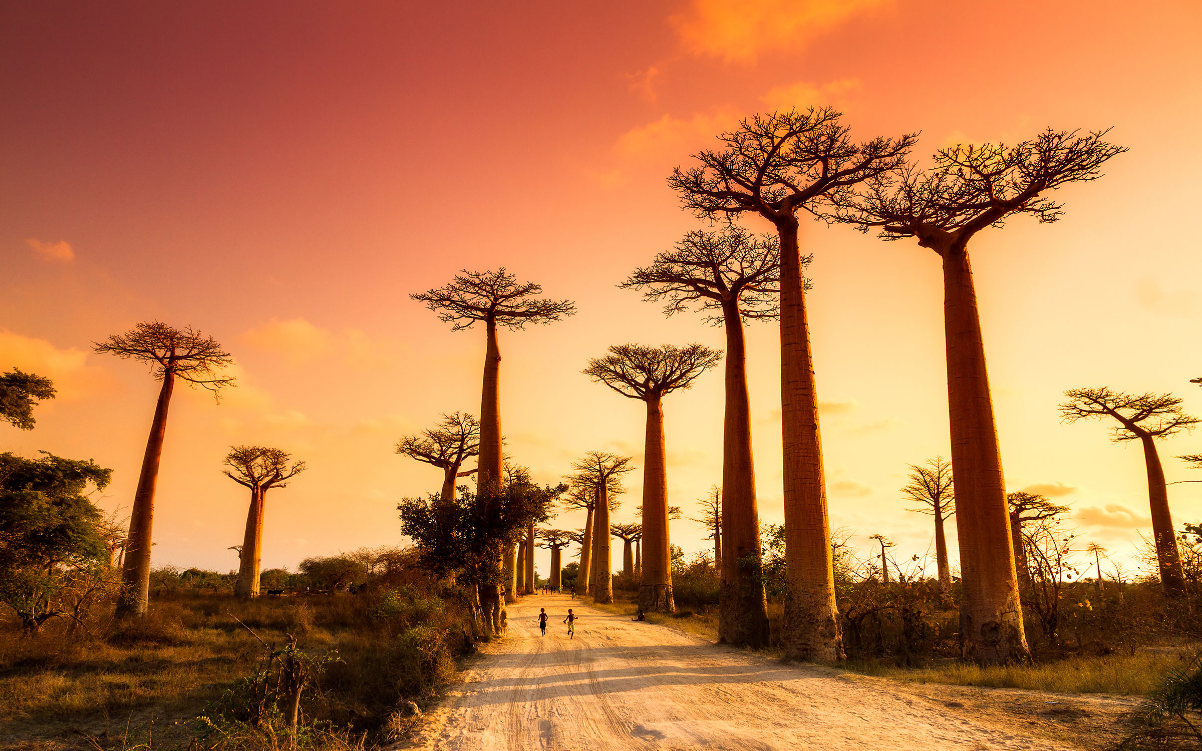 De storslåtte baobabtrærne i solnedgangen