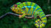 En panterkameleon, som kun lever på Madagaskar og Réunion