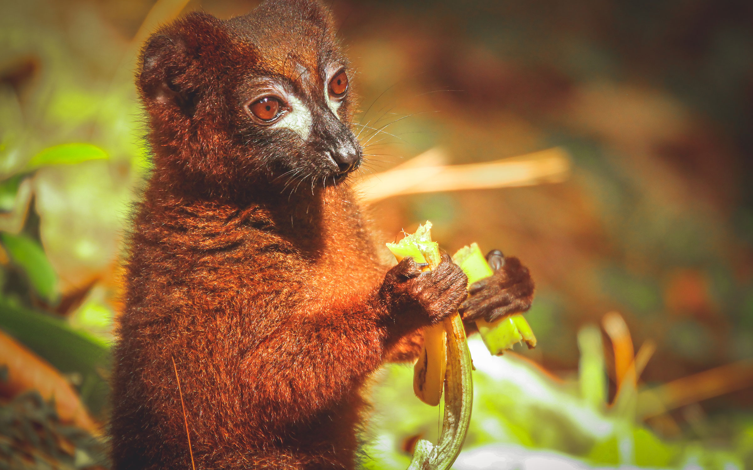  Madagaskars endemiske lille brune lemur som spiser en banan