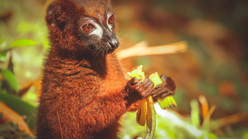 En liten brun lemur 