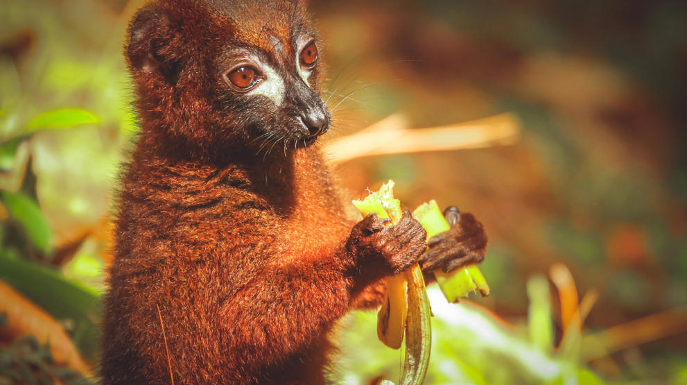 En liten brun lemur - Reiser til Madagaskar