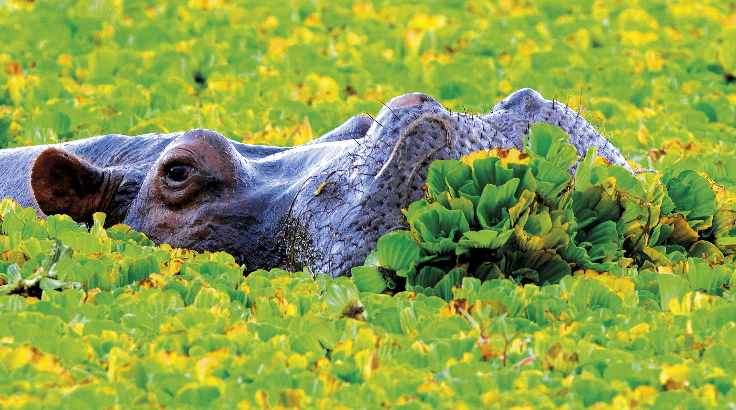 Opplev Afrikas rike dyreliv og se de flotte flodhestene i våtområdene