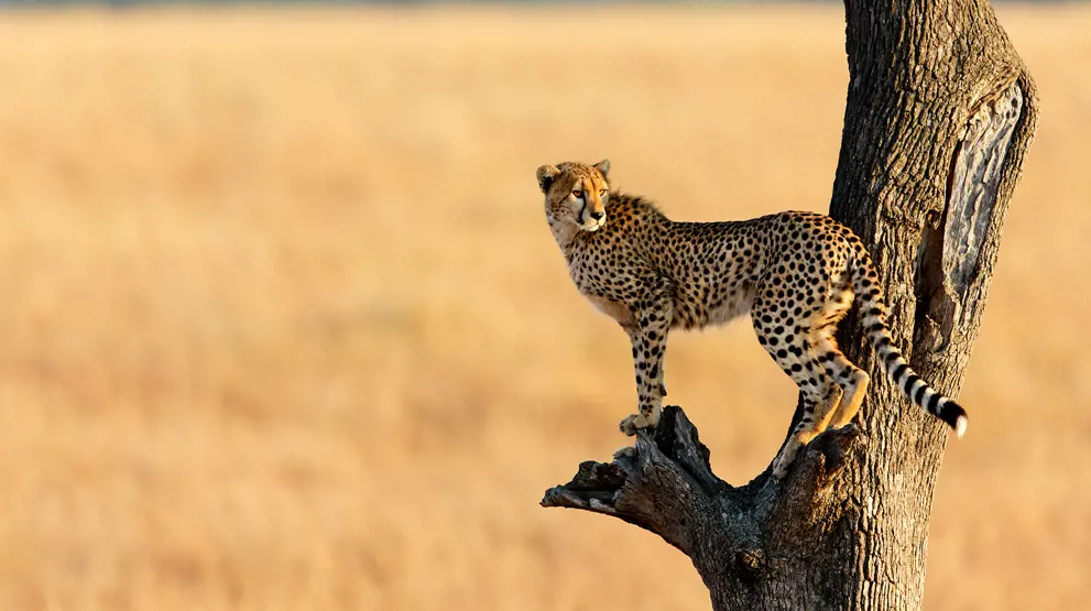 Se leoparden som er en del av "The Big Five" på din safari i Afrika