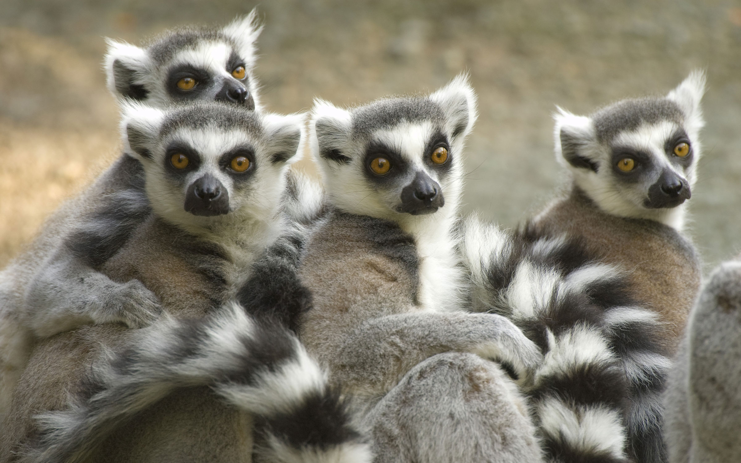 Se den sjarmerende ringhalelemuren