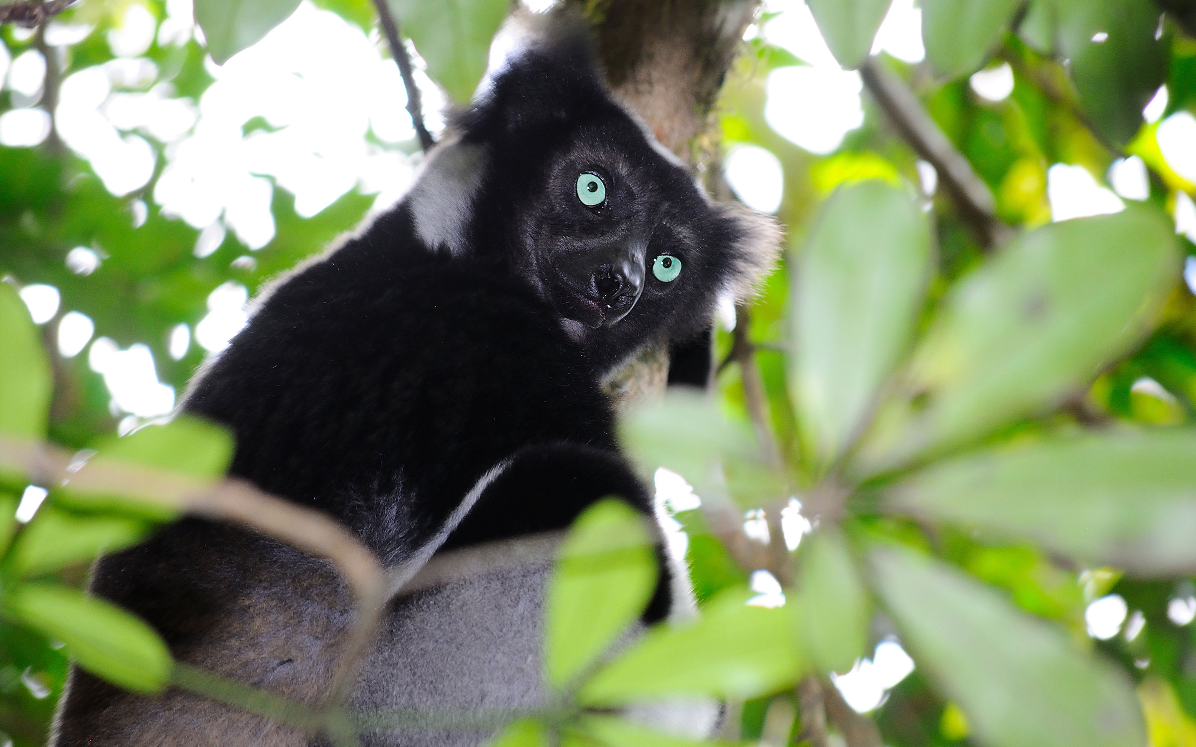 Indri-lemuren i Andasibe Special Reserve