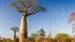 De imponerende Baobabtrærne