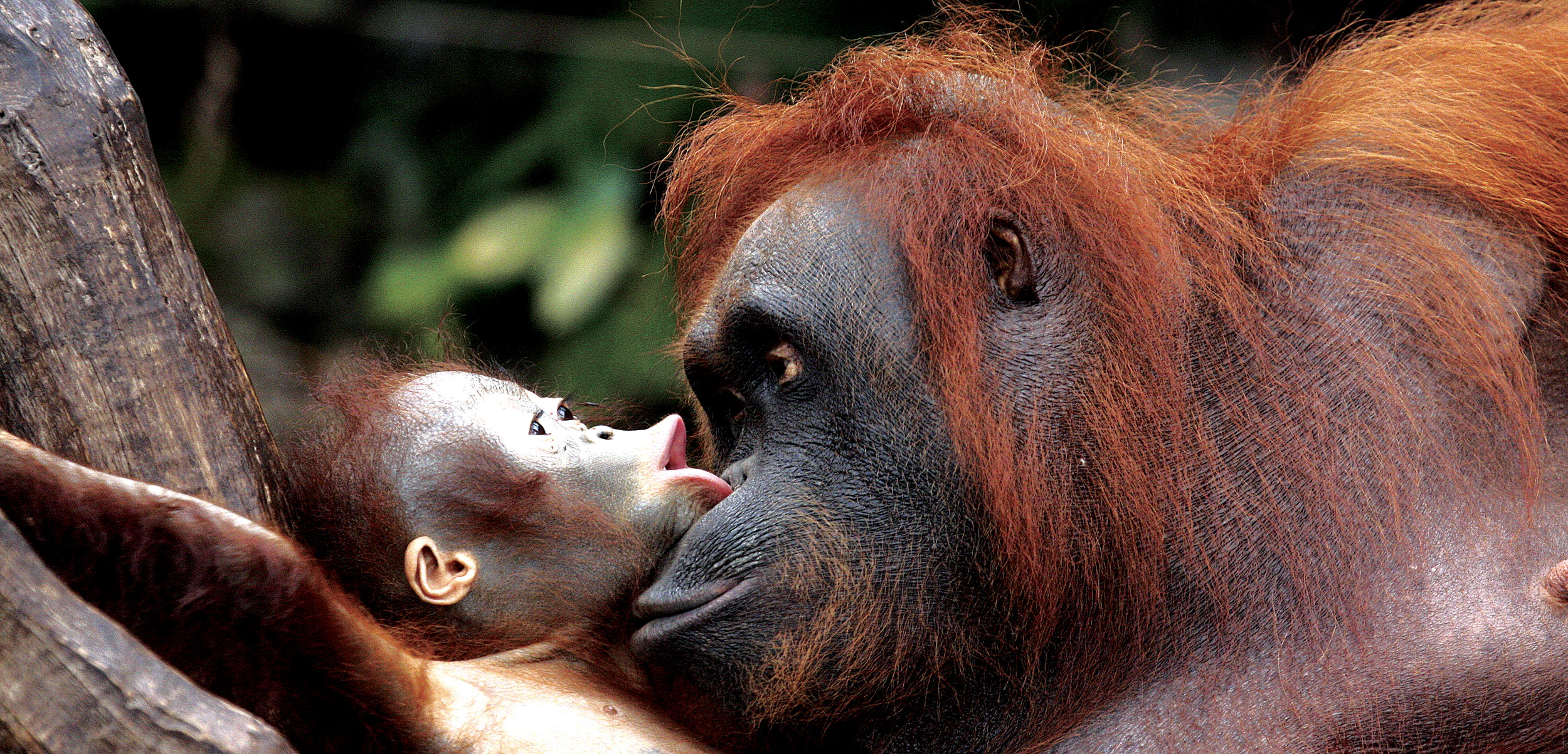 Malaysia-Borneo-Orangutang-1-CUT2