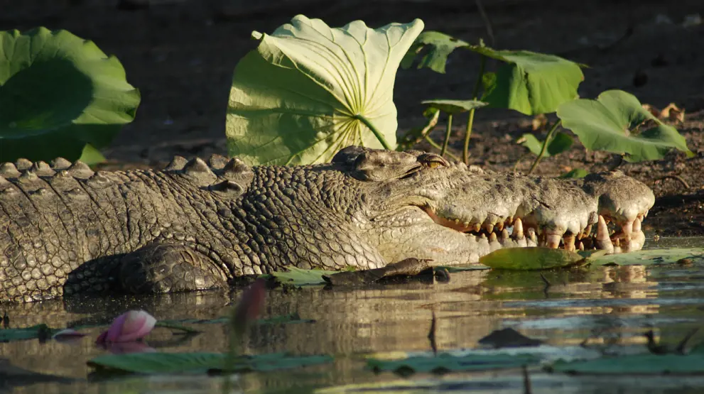 Opplev krokodiller i Kakadu National Park. Foto: Wayoutback