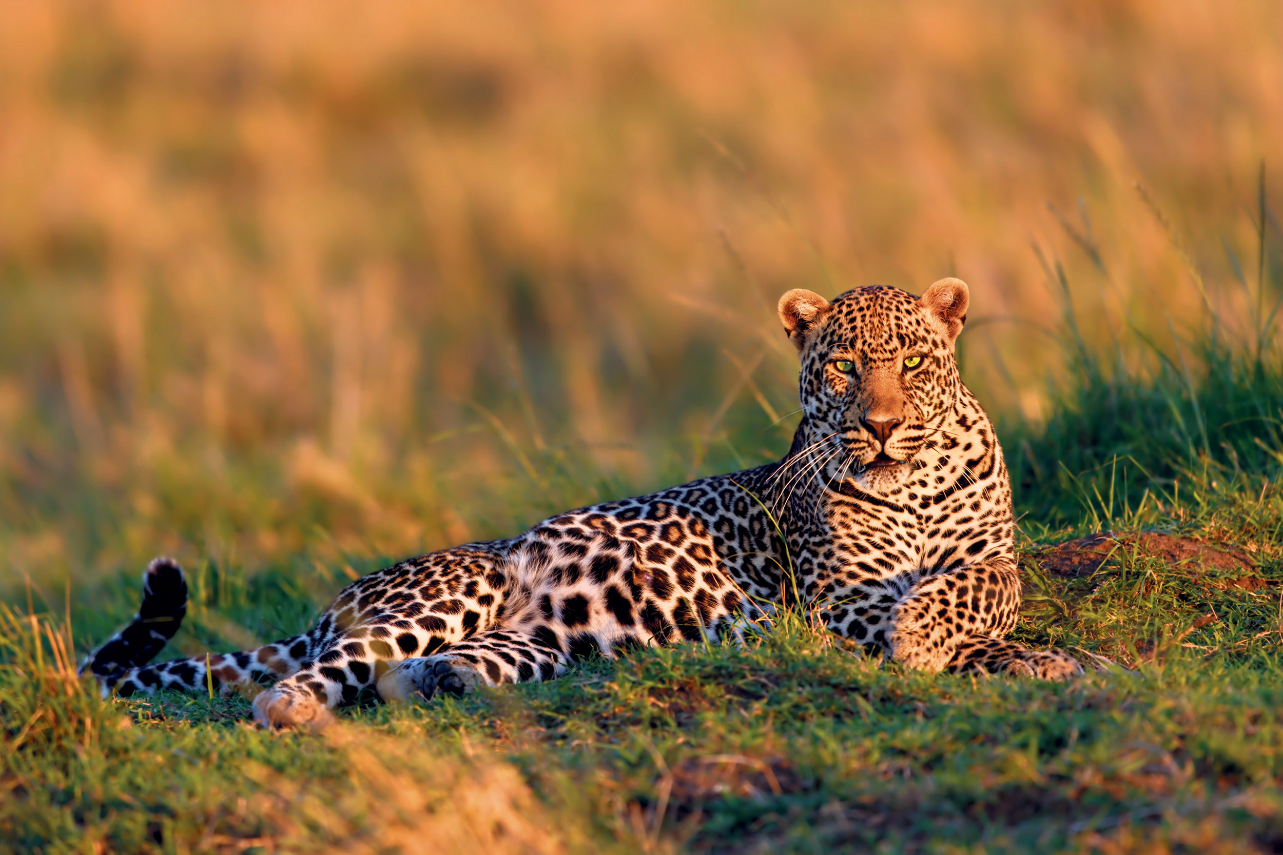 Gepard i Masai Mara