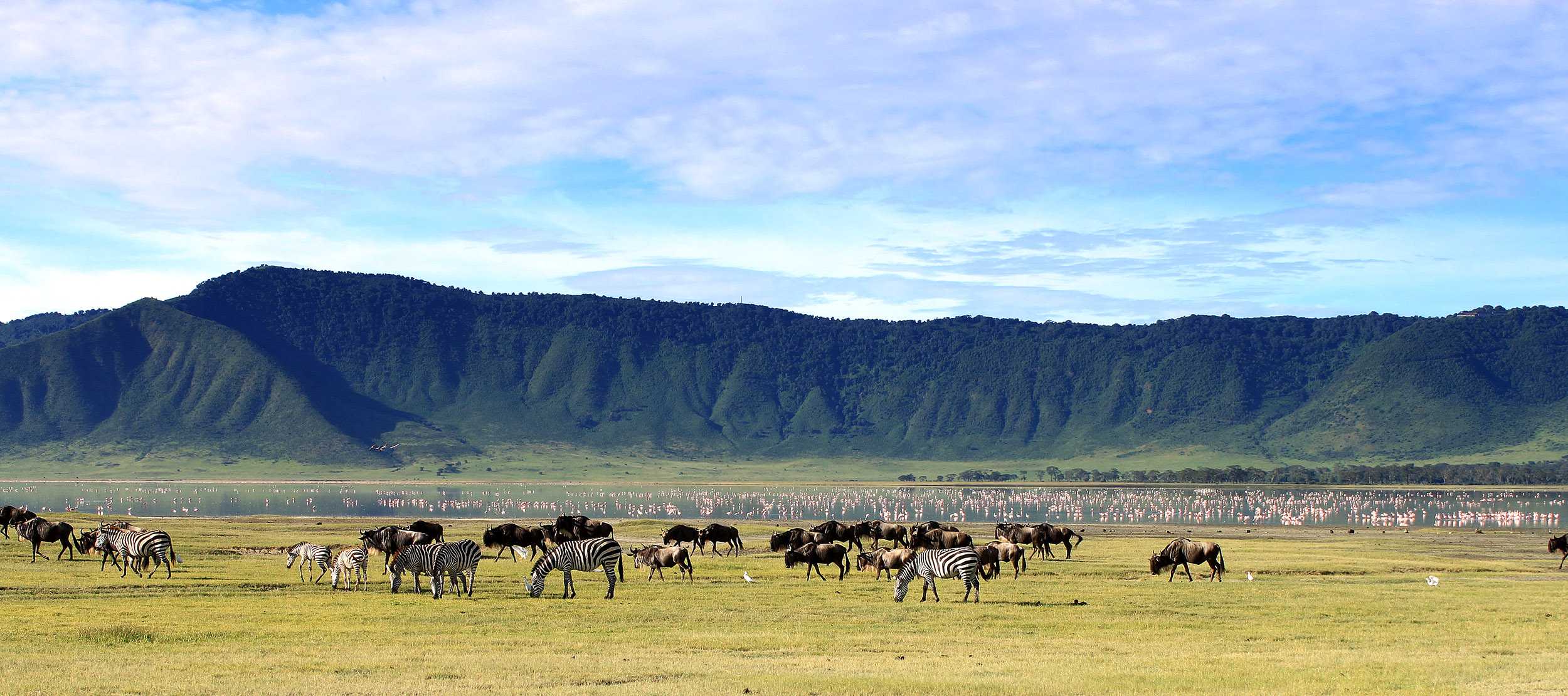 tanzania-ngorongoro-Crater-wildebeests-shutterstock_733491877-CUT