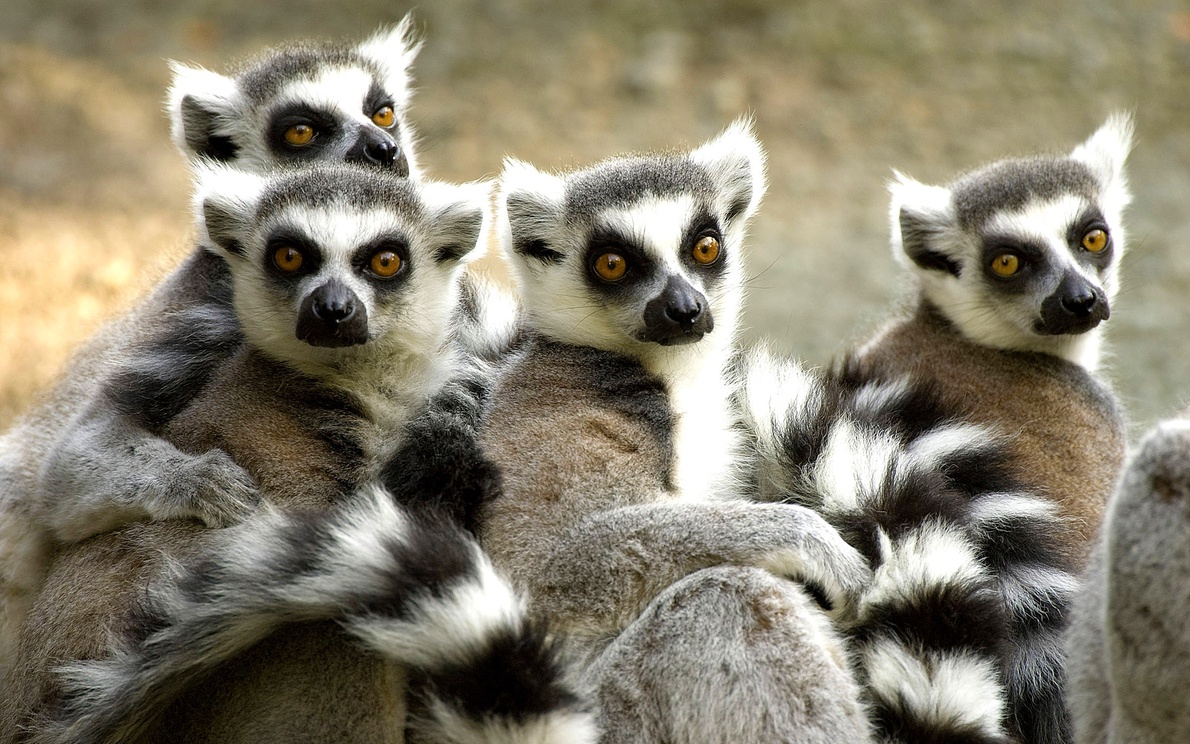 Spennende dyreliv på Madagaskar, her en gjeng med lemurer