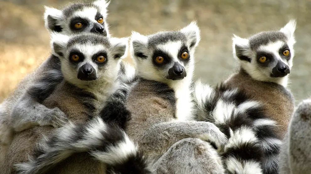 Spennende dyreliv på Madagaskar, her en gjeng med lemurer