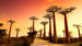 madagascar-Beautiful-Baobab-trees-at-sunset-at-the-avenue-of-the-baobabs-shutterstock_259688654-CUT