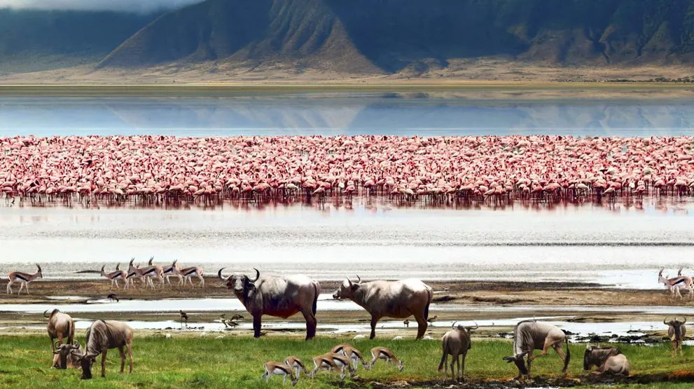 Et yrende dyreliv i Ngorongokrateret