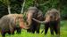 Se elefantene nyte livet i deres naturlige habitat | The Elephant Camp