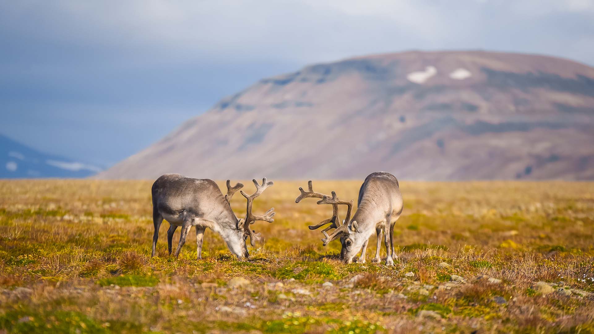 Opplev Svalbards fascinerende dyreliv som reinsdyr