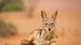En ung sjakal - Safari i Sossusvlei
