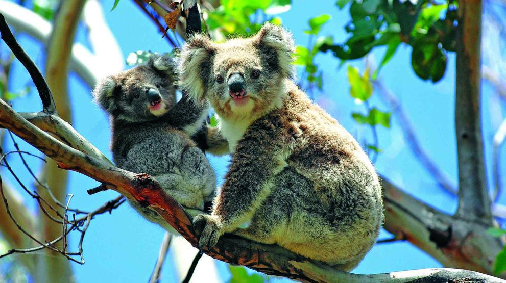 Koalaer ved Great Ocean Road