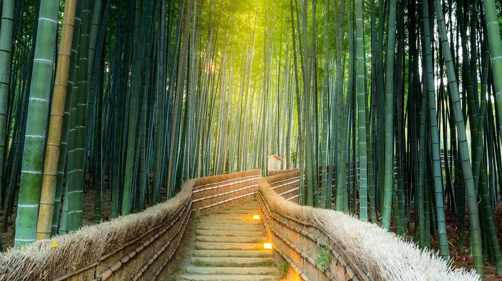 Se den fortryllende bambusskogen i Arashiyama, litt utenfor Kyoto