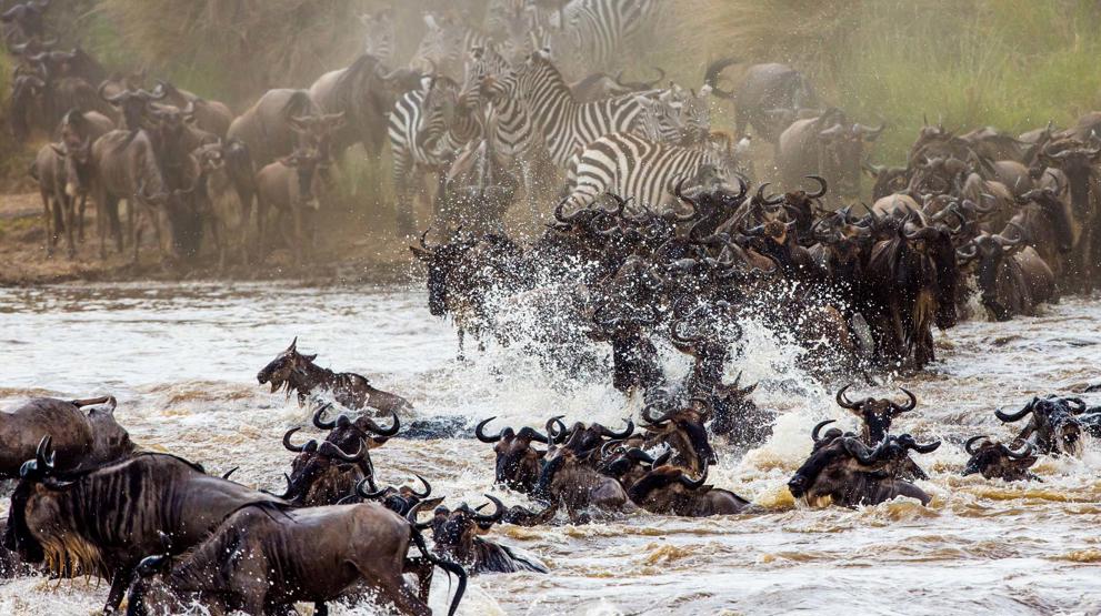 Opplev migrasjonen av store dyreflokker på safari i Kenya