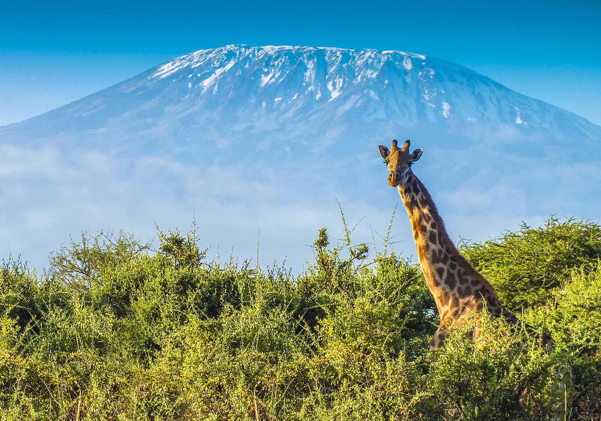 Opplev Kilimanjaro som bakgrunn for din safari i både Kenya og Tanzania