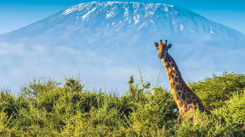 Opplev Kilimanjaro som bakgrunn for din safari i både Kenya og Tanzania