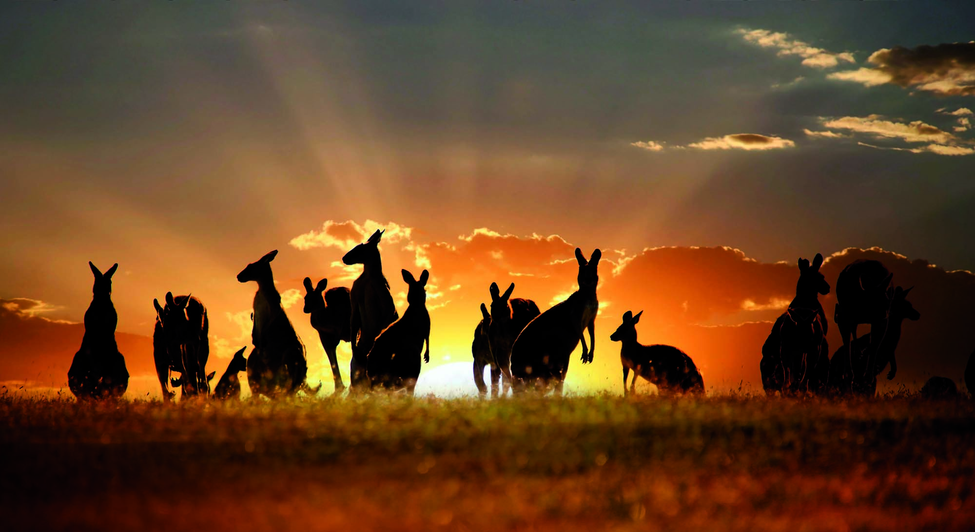 Australia-Kangaroos-shutterstock-70124992