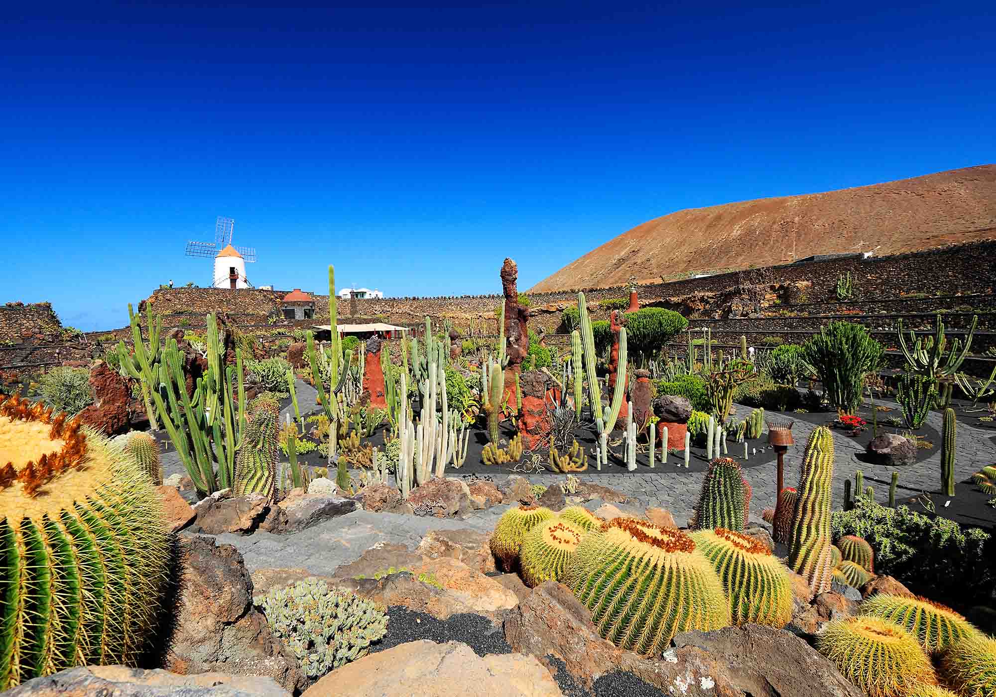 Besøk en kaktusfarm på Lanzarote