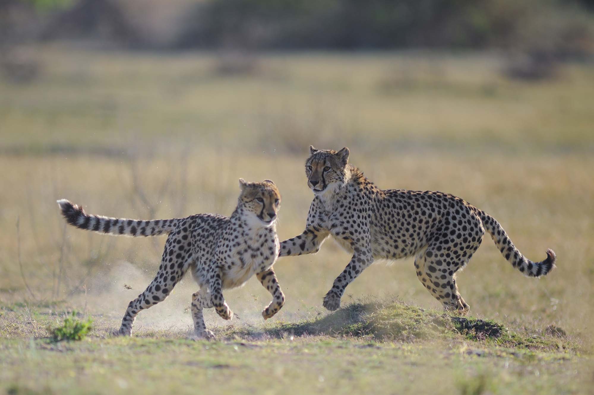 To leoparder som leker 