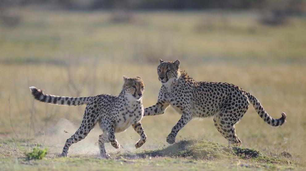 To leoparder som leker 