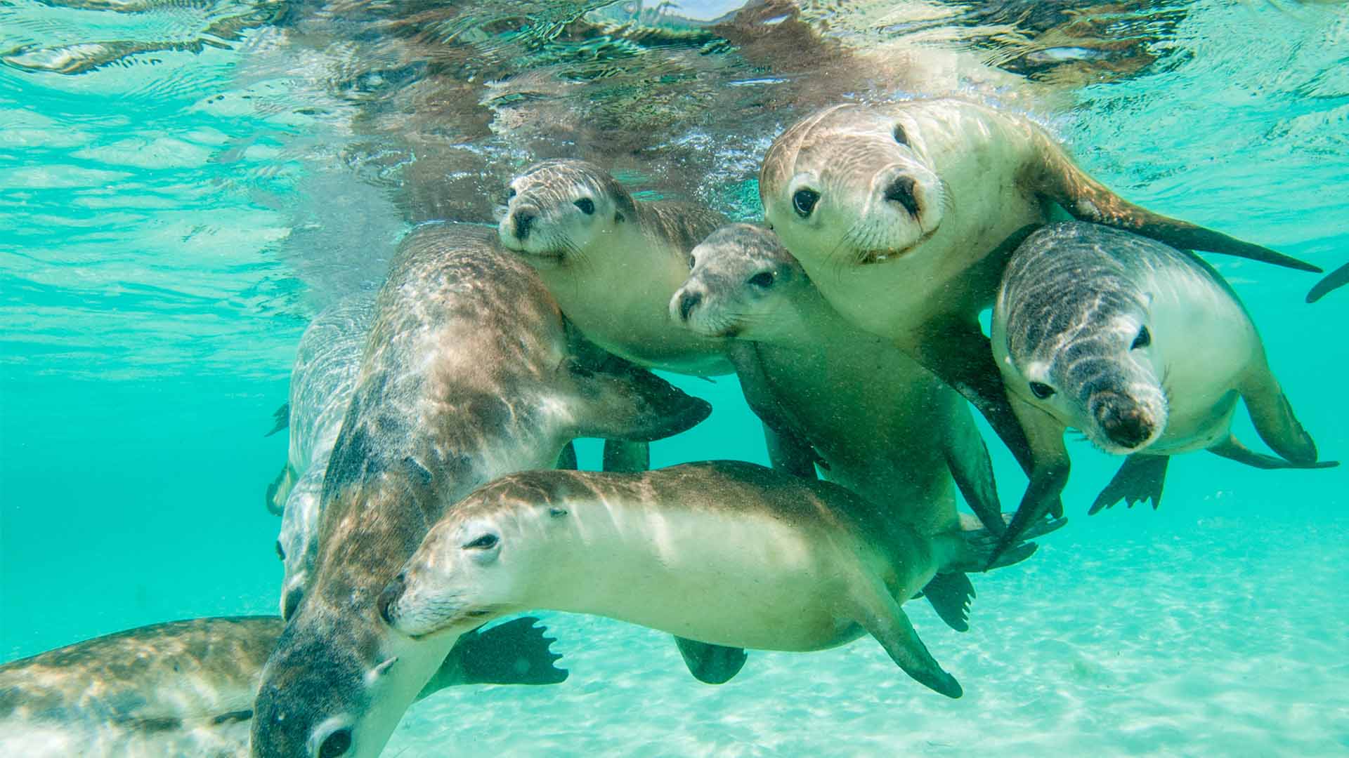 Gled dere til å oppleve unikt dyreliv, bl.a. til å svømme med australske sjøløver