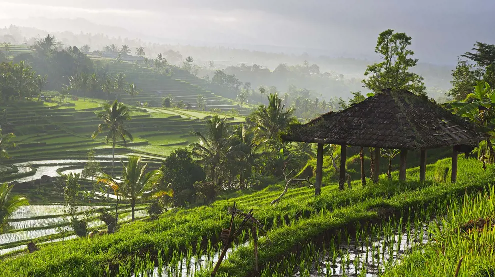 Gå blant Bali's berømte risterrasser