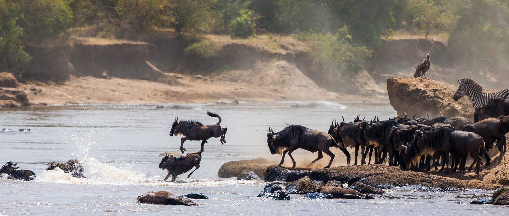 Opplev viltvandringen hvor gnuene krysser Mara-elven