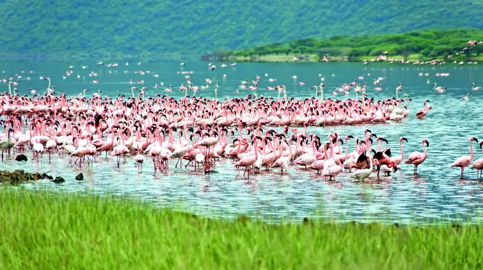 Flamingoer ved Lake Bogoria