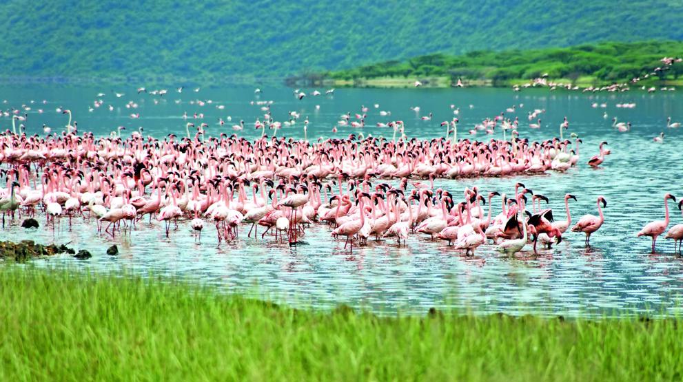 Flamingoer ved Lake Bogoria