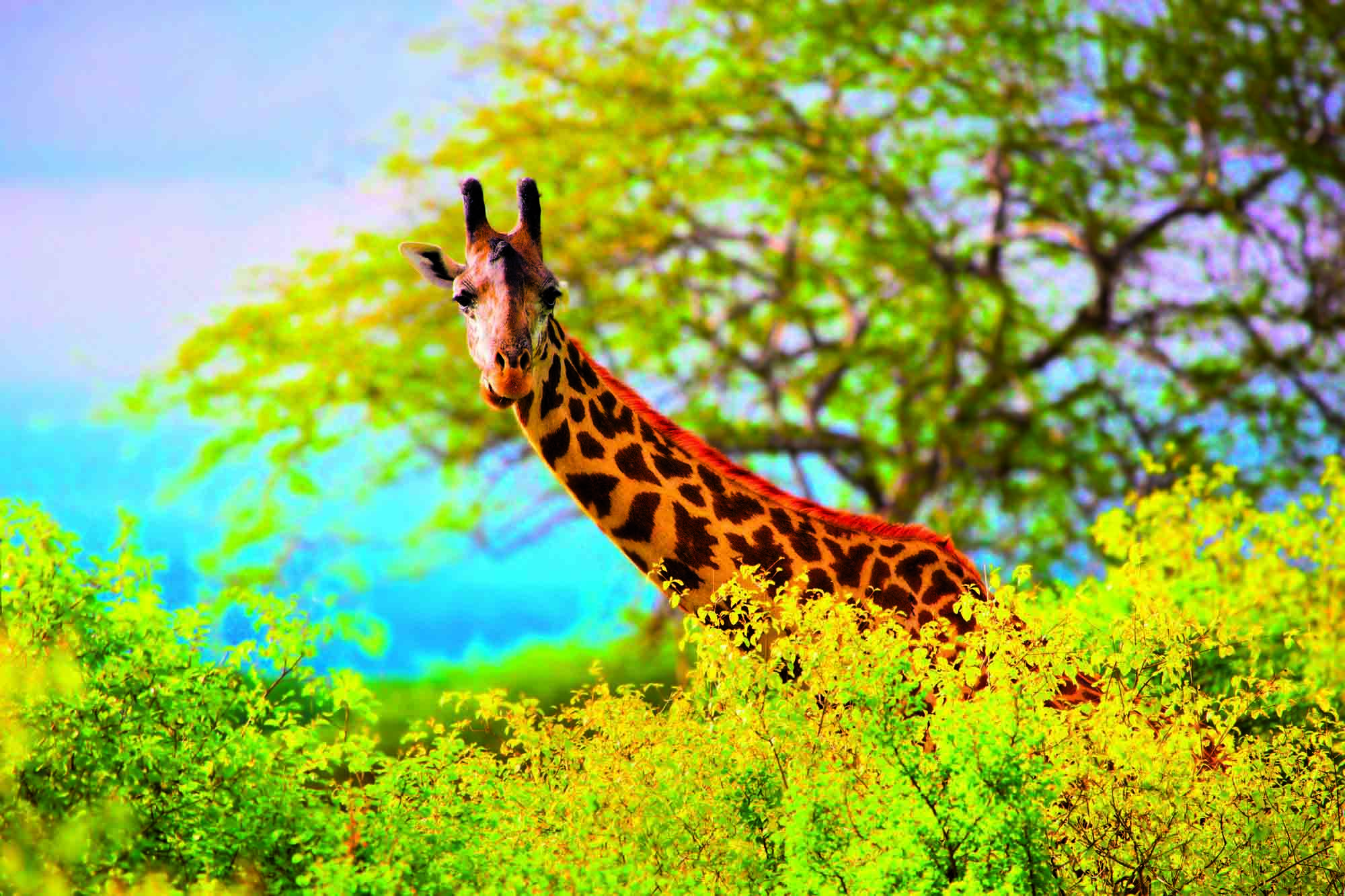 Sjiraff er en av dyrene du kan oppleve her 