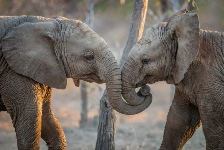 Elefanter i Krüger National Park