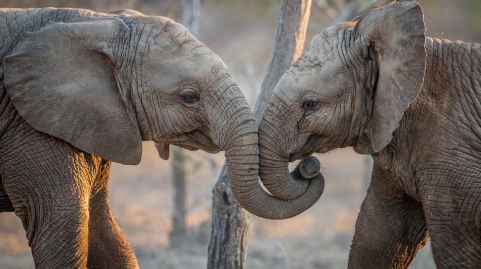 To små elefanter sett på safari i Sør-Afrika