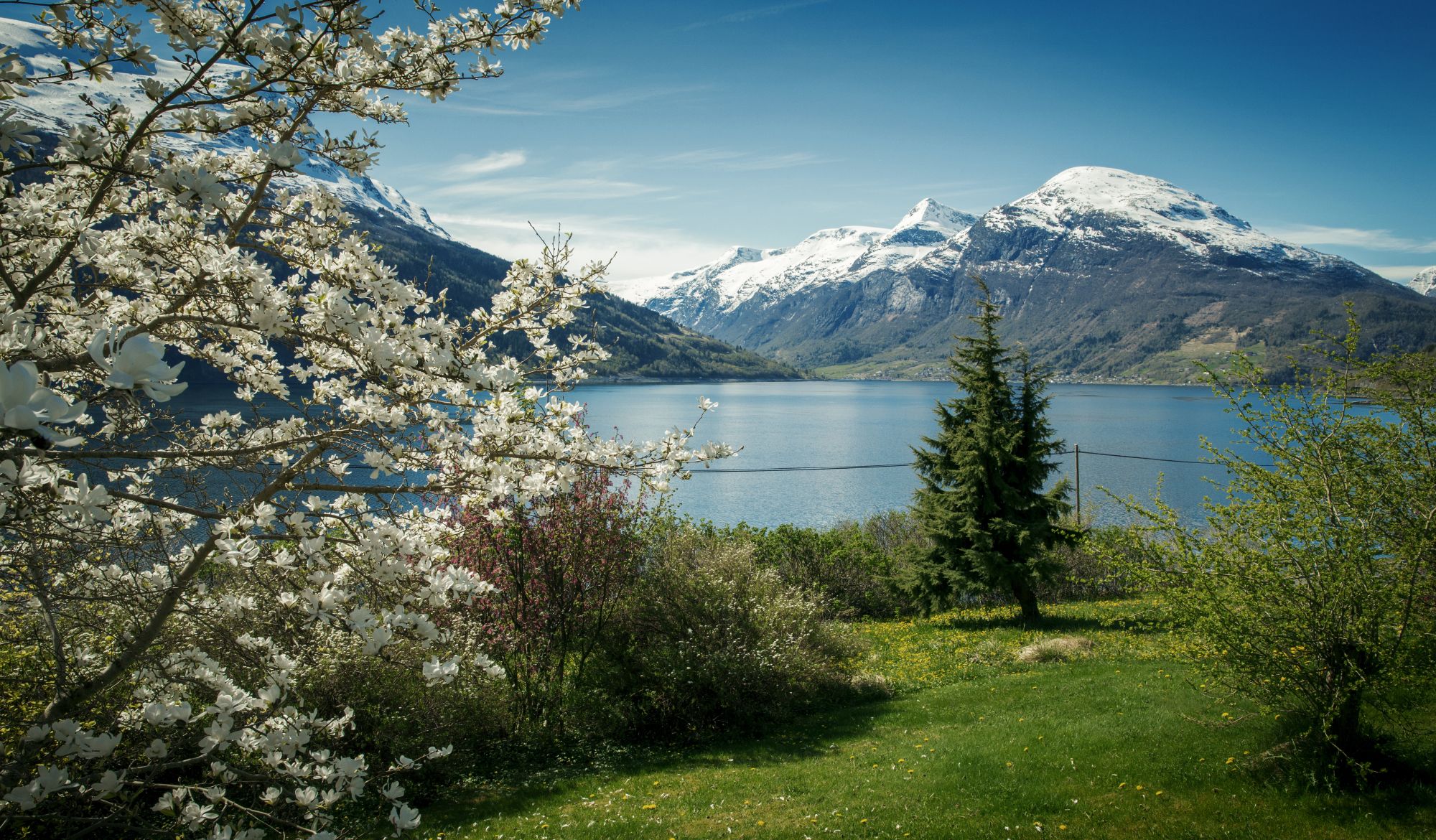 Blomstrende frukttrær langs Hardangerfjorden med snødekte fjell i bakgrunnen