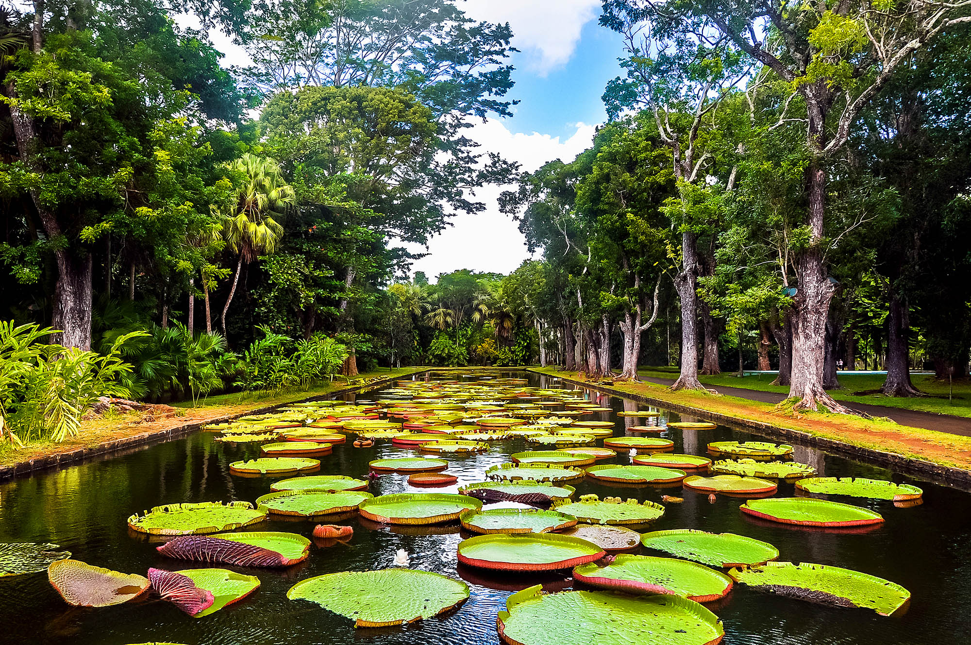 Den botaniske hagen med store vannliljer i det nordlige Mauritius