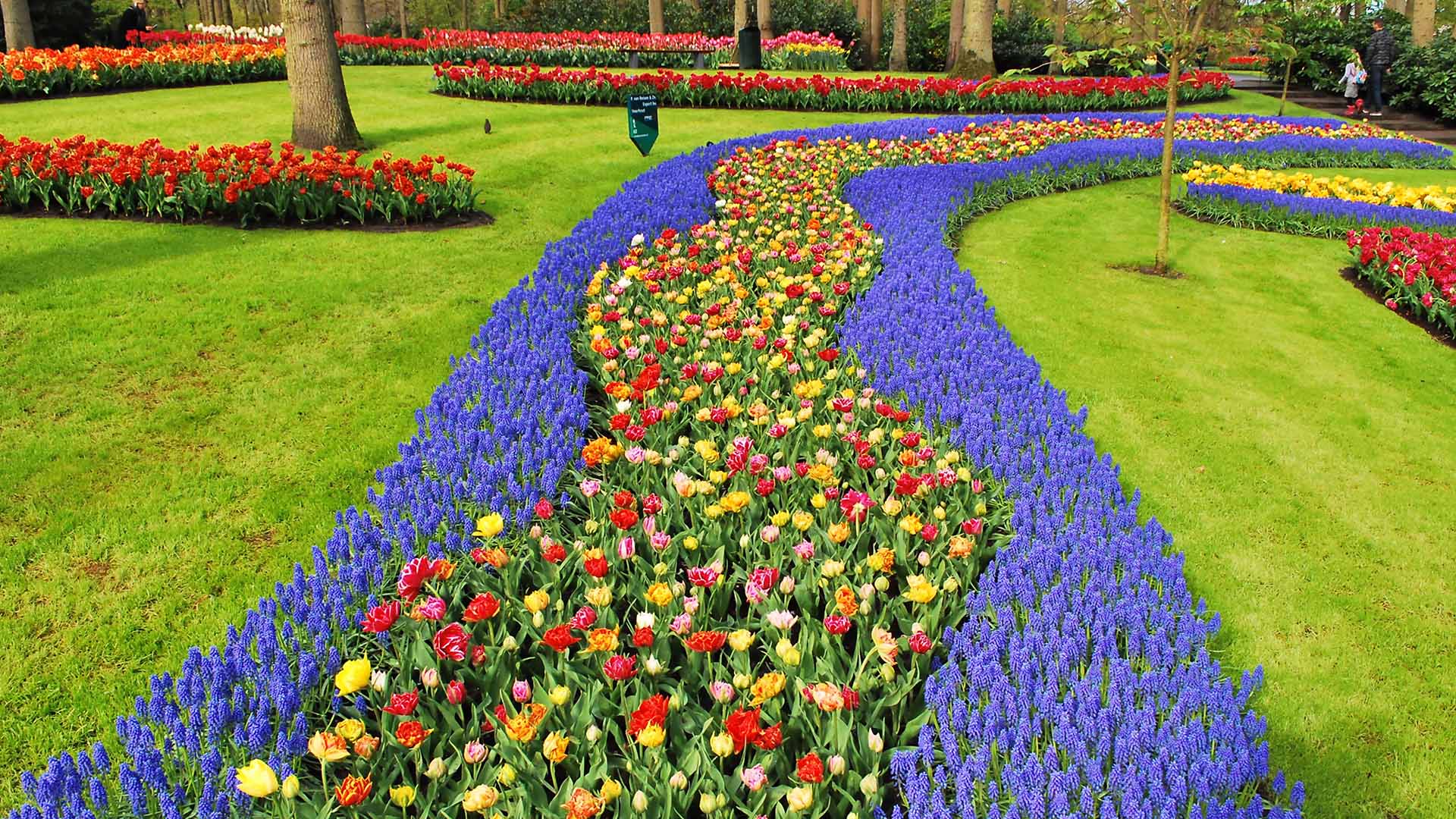 Keukenhof og de mange vakre tulipanene
