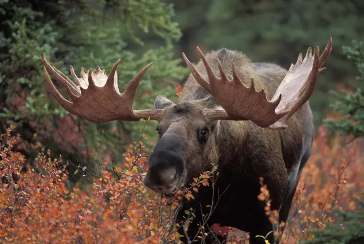 Elg i Denali National Park