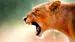 South-Africa-Kruger-Nationalpark-Lioness-shutterstock-79769953